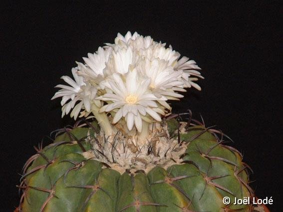 Discocactus latispinus ssp pulvinicapitatus JL86108 Jequitai MG, BR ©JL